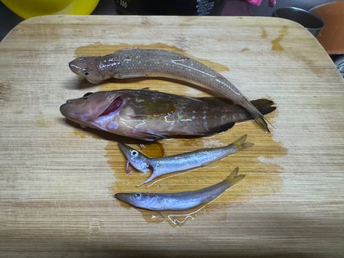 アコウの釣果