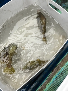 カワハギの釣果