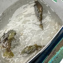 カワハギ