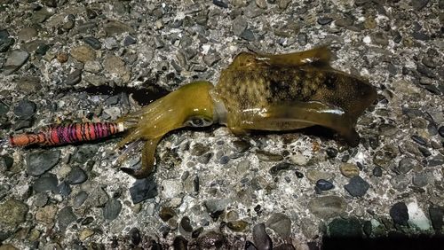 アオリイカの釣果