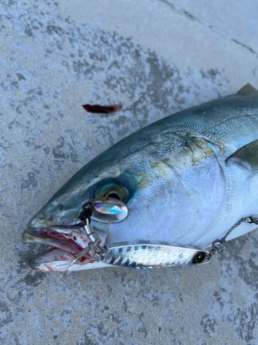 魚津漁港