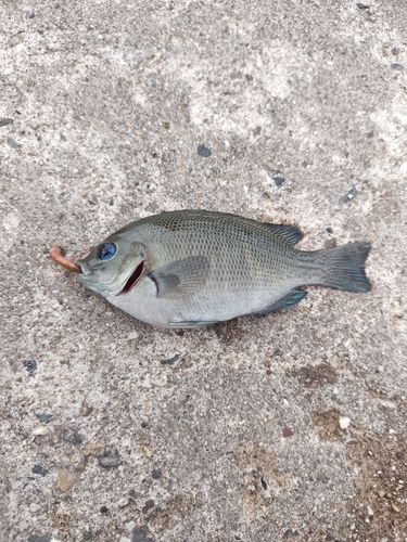 グレの釣果