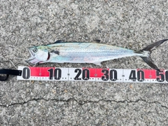 サゴシの釣果
