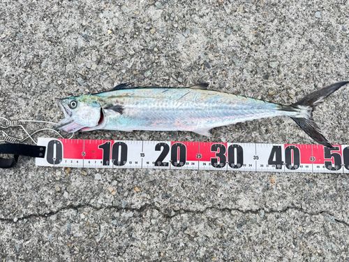 サゴシの釣果