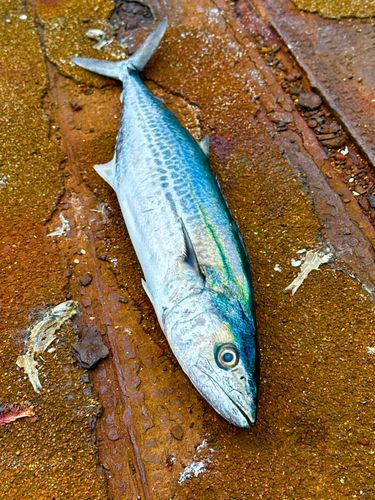 サゴシの釣果