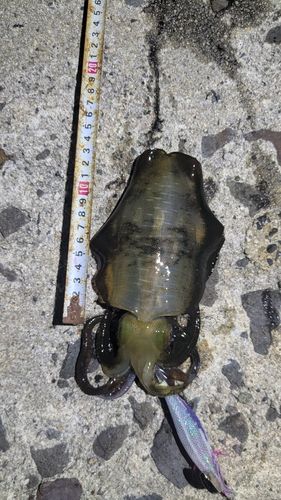 アオリイカの釣果
