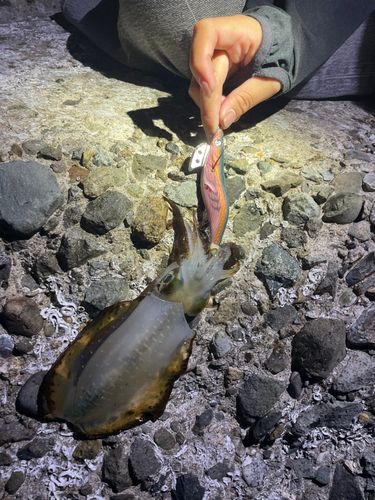 アオリイカの釣果