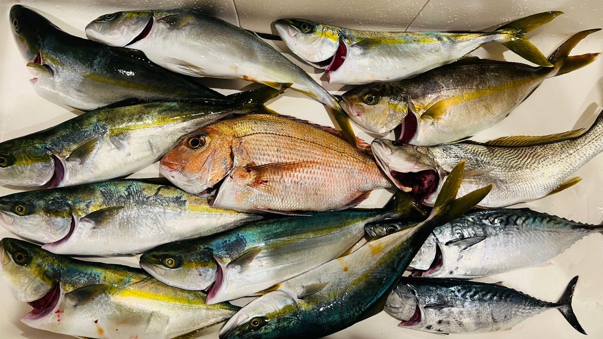 やっぱりアジが好き🐈さんの釣果 1枚目の画像