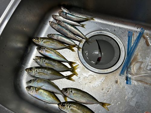 アジの釣果