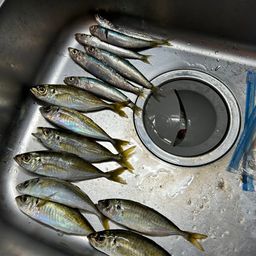 アジ