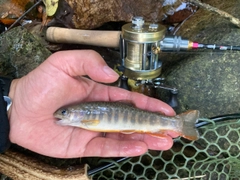 イワナの釣果
