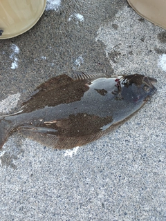 ソゲの釣果