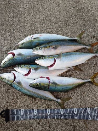 イナダの釣果