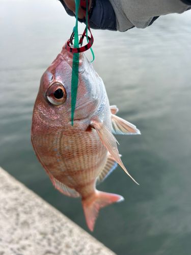 しまなみ海道