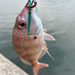 チャリコ