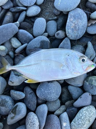 ギンガメアジの釣果