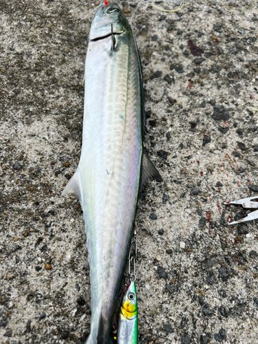 サワラの釣果