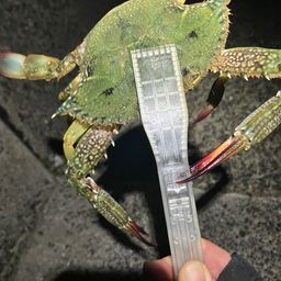 タイワンガザミ