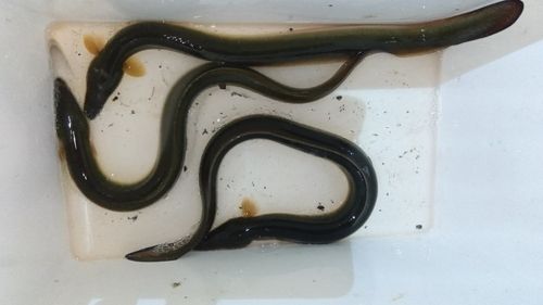 ウナギの釣果