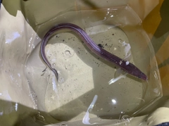 マアナゴの釣果