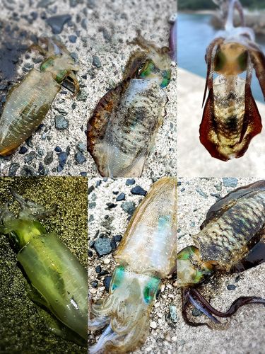 アオリイカの釣果