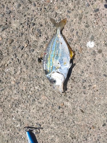ヒイラギの釣果