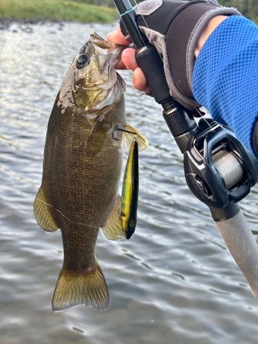 スモールマウスバスの釣果