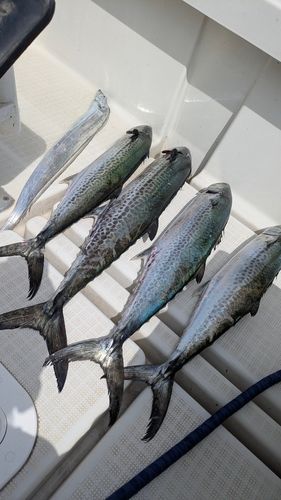 サワラの釣果