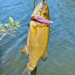 スモールマウスバス