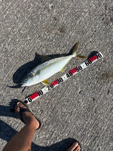 ヒラマサの釣果