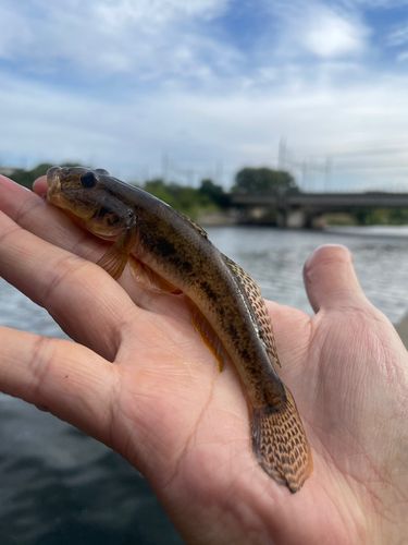 マハゼの釣果
