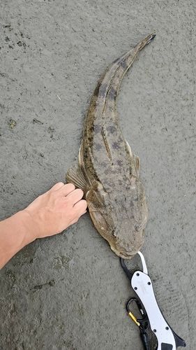 マゴチの釣果
