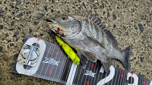 チヌの釣果