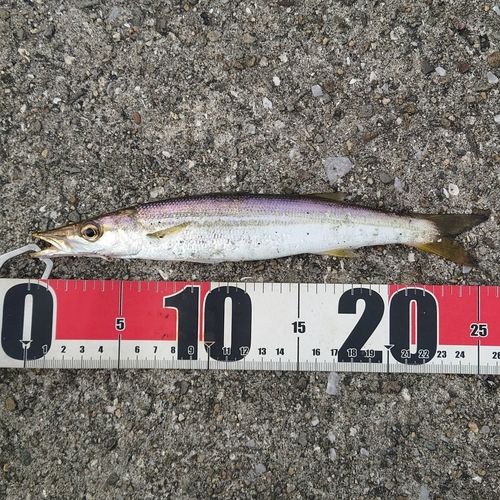 カマスの釣果