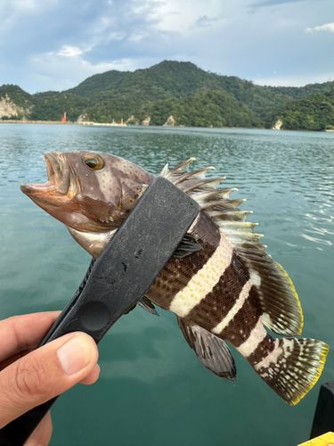 柴山港