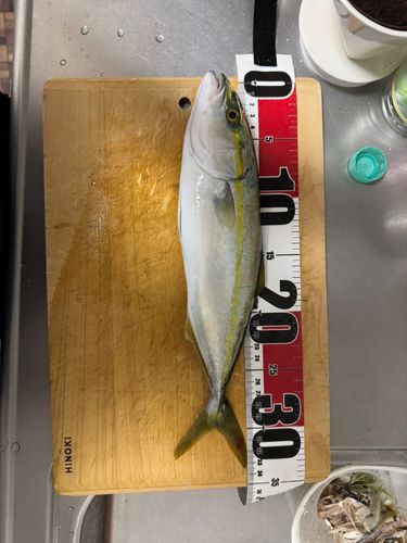 ツバイソの釣果