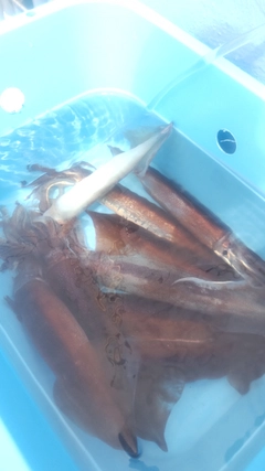 スルメイカの釣果