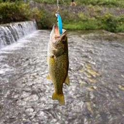 スモールマウスバス