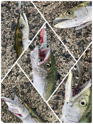 サゴシの釣果