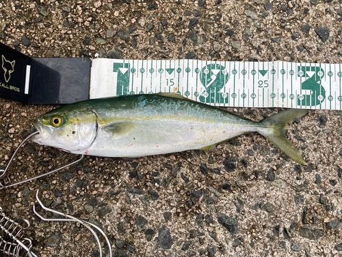 ツバスの釣果