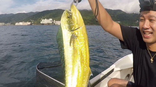 シイラの釣果