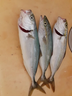 コゾクラの釣果