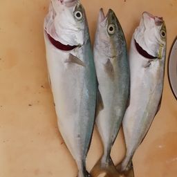 コゾクラ