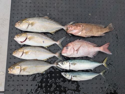 シオの釣果