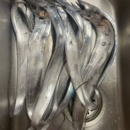 タチウオ