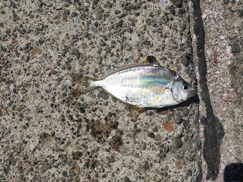 ヒイラギの釣果