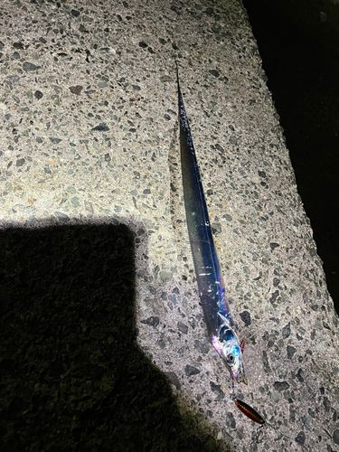 タチウオの釣果
