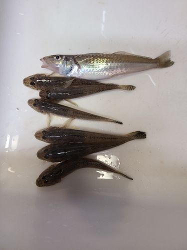 シロギスの釣果