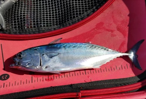 スマガツオの釣果