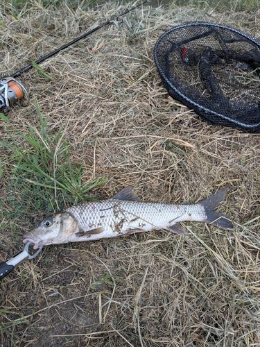 ニゴイの釣果